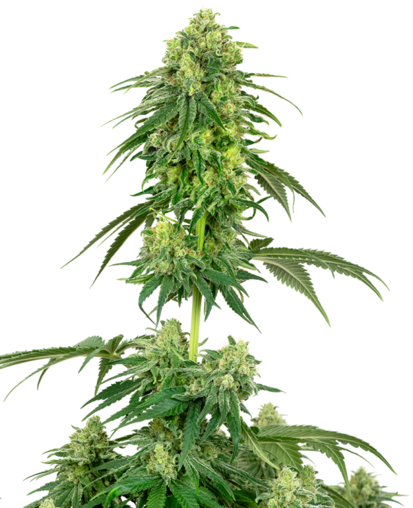 STRAWBERRY KUSH WHITE LABEL (SENSI SEEDS) SEMI CANNABIS FEMMINIZZATI