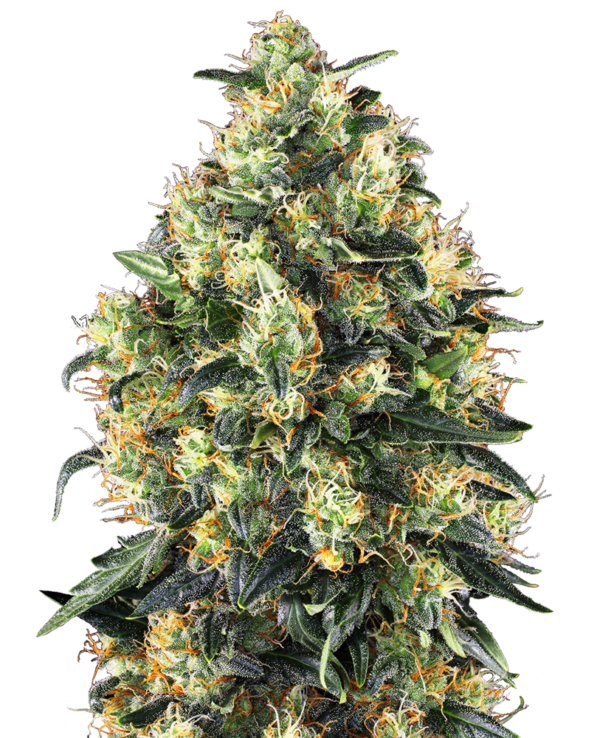 SUPER SKUNK SENSI SEEDS SEMI CANNABIS AUTOFIORENTI