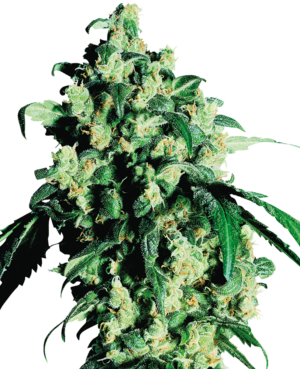 SUPER SKUNK SENSI SEEDS SEMI CANNABIS FEMMINIZZATI