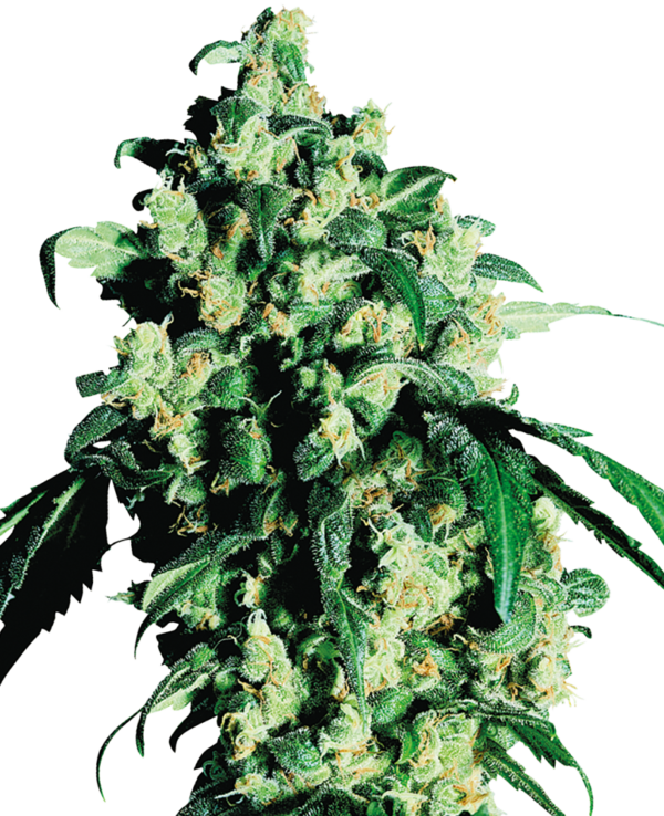 SUPER SKUNK SENSI SEEDS SEMI CANNABIS FEMMINIZZATI