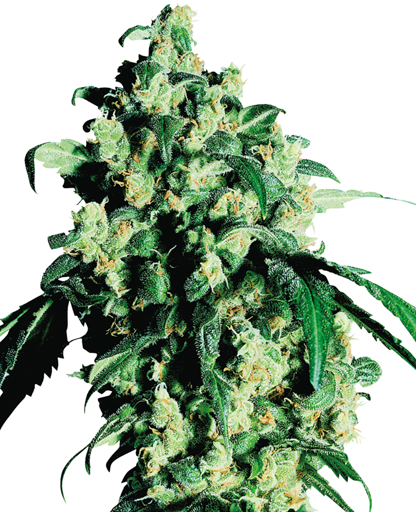 SUPER SKUNK SENSI SEEDS SEMI CANNABIS FEMMINIZZATI