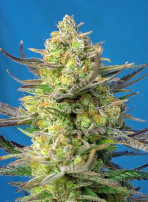 SWEET CHEESE XL SWEET SEEDS SEMI CANNABIS AUTOFIORENTI