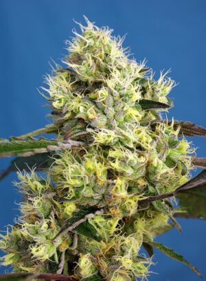 SWEET GELATO SWEET SEEDS SEMI CANNABIS AUTOFIORENTI