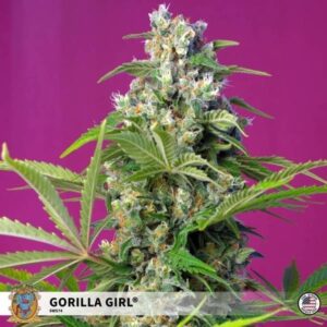 GORILLA GIRL SWEET SEEDS SEMI CANNABIS FEMMINIZZATI