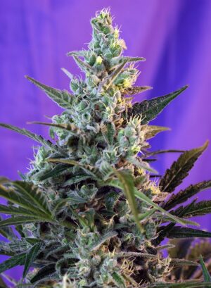 SWEET SKUNK SWEET SEEDS SEMI CANNABIS AUTOFIORENTI
