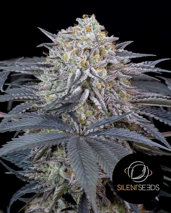 WATERMELON RUNTZ SILENT SEEDS SEMI CANNABIS FEMMINIZZATI