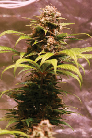 WEDDING FRUIT SEEDSALAD SEMI CANNABIS FEMMINIZZATI