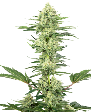WHITE GORRILLA HAZE WHITE LABEL (SENSI SEEDS) SEMI CANNABIS FEMMINIZZATI