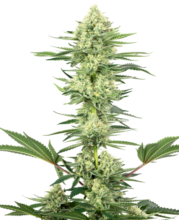 WHITE GORRILLA HAZE WHITE LABEL (SENSI SEEDS) SEMI CANNABIS FEMMINIZZATI