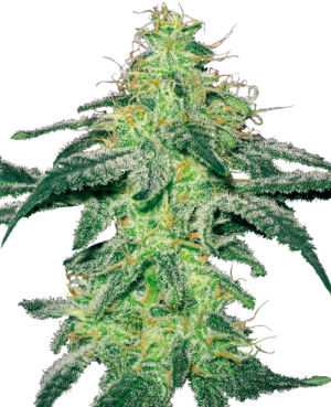 WHITE SKUNK WHITE LABEL (SENSI SEEDS) SEMI CANNABIS FEMMINIZZATI