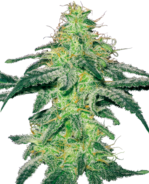 WHITE SKUNK WHITE LABEL (SENSI SEEDS) SEMI CANNABIS FEMMINIZZATI