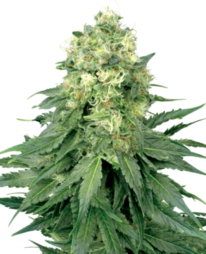 WHITE WIDOW WHITE LABEL (SENSI SEEDS) SEMI CANNABIS FEMMINIZZATI