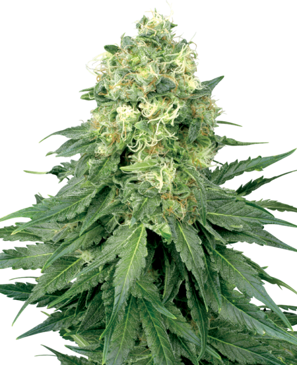 WHITE WIDOW WHITE LABEL (SENSI SEEDS) SEMI CANNABIS FEMMINIZZATI