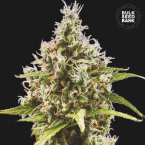 AMNESIA HAZE BULK SEED BANK SEMI CANNABIS AUTOFIORENTI