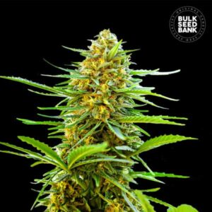 BANANA MONKEY BULK SEED BANK SEMI CANNABIS AUTOFIORENTI