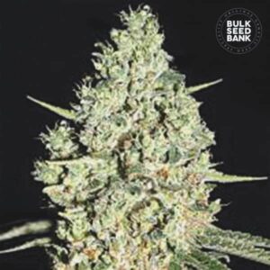 CRITICAL BULK SEED BANK SEMI CANNABIS AUTOFIORENTI