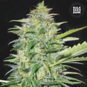 LIME SKUNK BULK SEED BANK SEMI CANNABIS AUTOFIORENTI