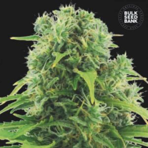 NORTHERN LIGHT BULK SEED BANK SEMI CANNABIS AUTOFIORENTI