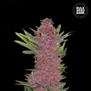 PURPLE GLAM KUSH BULK SEED BANK SEMI CANNABIS AUTOFIORENTI