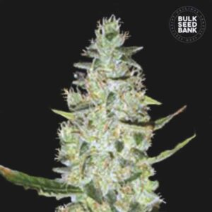 SPECIAL SKUNK BULK SEED BANK SEMI CANNABIS AUTOFIORENTI