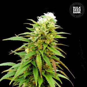 ZKITTLY ZI ZI BULK SEED BANK SEMI CANNABIS AUTOFIORENTI