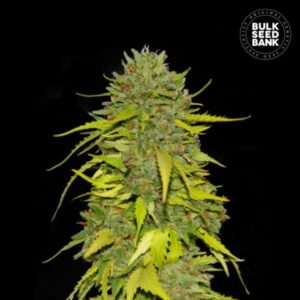 AK BULK SEED BANK SEMI CANNABIS FEMMINIZZATI