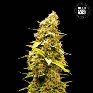BANANA MONKEY BULK SEED BANK SEMI CANNABIS FEMMINIZZATI