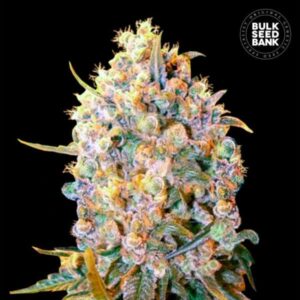 BIGGER BUD BULK SEED BANK SEMI CANNABIS FEMMINIZZATI