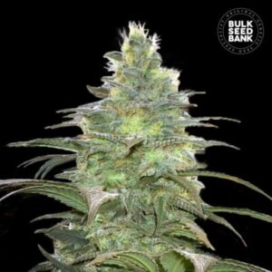 BLUEBERRY BERRY BULK SEED BANK SEMI CANNABIS FEMMINIZZATI
