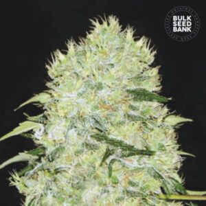 BUBBLEGUM EXTRA BULK SEED BANK SEMI CANNABIS FEMMINIZZATI