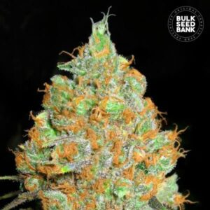 CRITICAL MASS BULK SEED BANK SEMI CANNABIS FEMMINIZZATI
