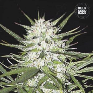 EARLY TOP SKUNK BULK SEED BANK SEMI CANNABIS FEMMINIZZATI
