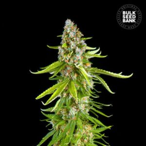 GRANDE CRACK BULK SEED BANK SEMI CANNABIS FEMMINIZZATI