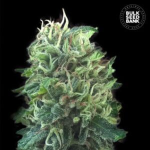 GREEN SCOUT COOKIES BULK SEED BANK SEMI CANNABIS FEMMINIZZATI