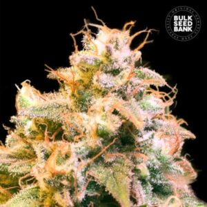 GUERILLA GLUE BULK SEED BANK SEMI CANNABIS FEMMINIZZATI
