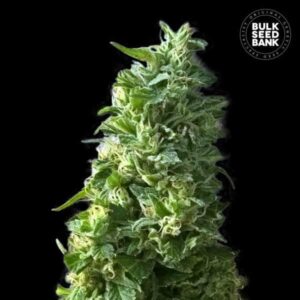 LIME SKUNK BULK SEED BANK SEMI CANNABIS FEMMINIZZATI