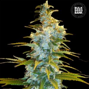 NORTHERN LIGHT BULK SEED BANK SEMI CANNABIS FEMMINIZZATI