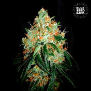 ORIGINAL ORANGE BUD BULK SEED BANK SEMI CANNABIS FEMMINIZZATI