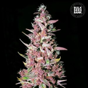 PURPLE GLAM KUSH BULK SEED BANK SEMI CANNABIS FEMMINIZZATI