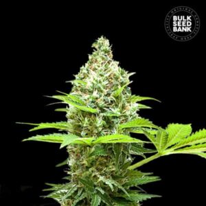 SHERBET POWER BULK SEED BANK SEMI CANNABIS FEMMINIZZATI