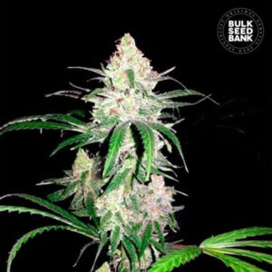 SPECIAL LIME HAZE BULK SEED BANK SEMI CANNABIS FEMMINIZZATI