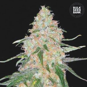 SPECIAL SKUNK BULK SEED BANK SEMI CANNABIS FEMMINIZZATI