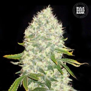 WHITE WIDOW BULK SEED BANK SEMI CANNABIS FEMMINIZZATI