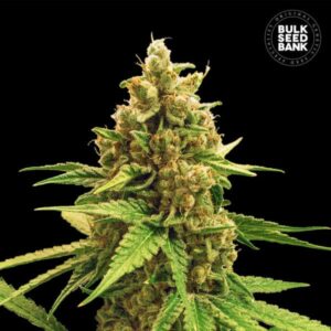 WINNING CAKE BULK SEED BANK SEMI CANNABIS FEMMINIZZATI
