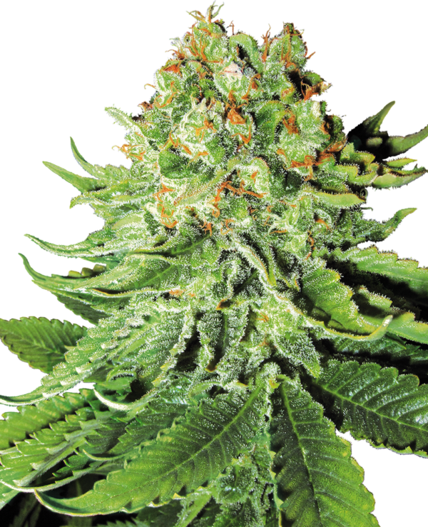 NORTHERN LIGHTS WHITE LABEL (SENSI SEEDS) SEMI CANNABIS AUTOFIORENTI