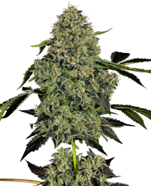 OG KUSH WHITE LABEL (SENSI SEEDS) SEMI CANNABIS AUTOFIORENTI