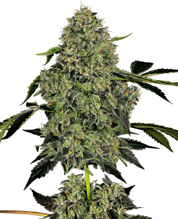 OG KUSH WHITE LABEL (SENSI SEEDS) SEMI CANNABIS AUTOFIORENTI