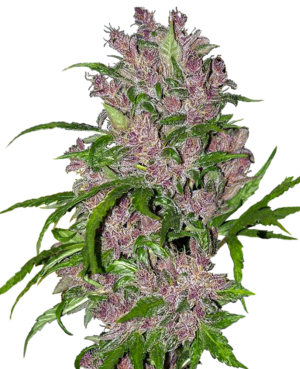 PURPLE BUD WHITE LABEL (SENSI SEEDS) SEMI CANNABIS AUTOFIORENTI