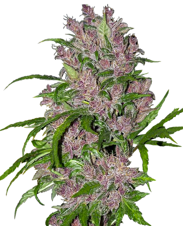 PURPLE BUD WHITE LABEL (SENSI SEEDS) SEMI CANNABIS AUTOFIORENTI