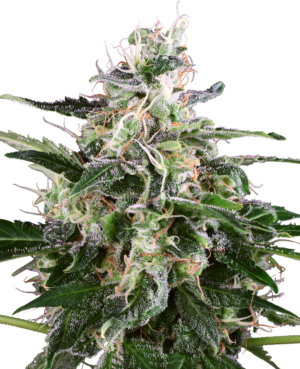 WHITE SKUNK WHITE LABEL (SENSI SEEDS) SEMI CANNABIS AUTOFIORENTI